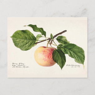 Apfel (Malus Domestica) Frucht Aquarellmalerei Postkarte