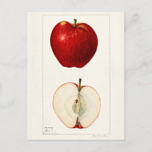 Äpfel (Malus Domestica) Frucht Aquarellmalerei Postkarte