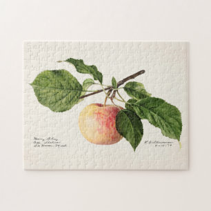 Apfel (Malus Domestica) Fruchtfarben