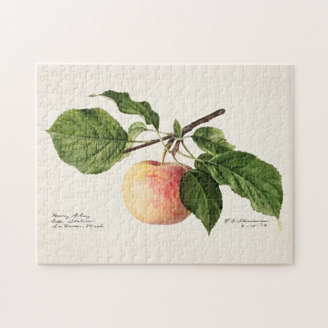 Apfel (Malus Domestica) Fruchtfarben (Horizontal)