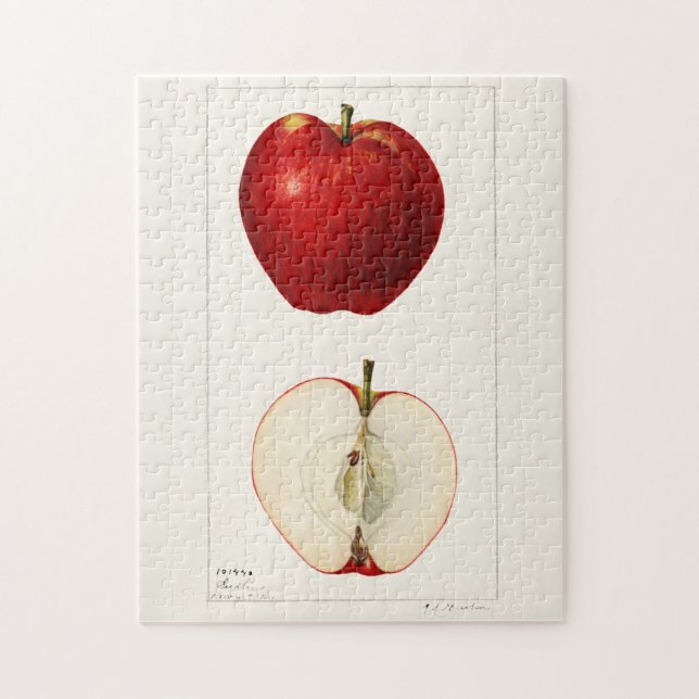 Äpfel (Malus Domestica) Fruchtfarben (Vertikal)