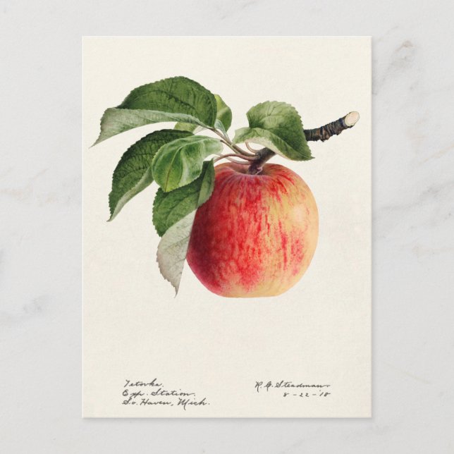 Apfel (Malus Domestica) Fruchtfarben Postkarte (Vorderseite)