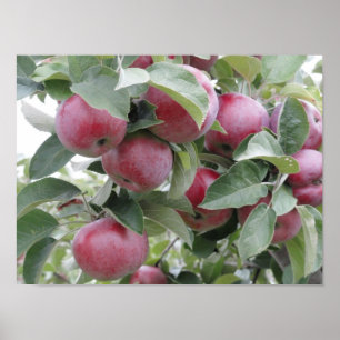 Äpfel Poster