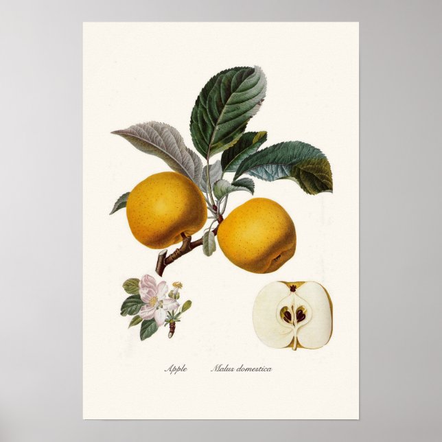Apfel Poster (Vorne)