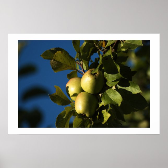 Äpfel Poster (Vorne)