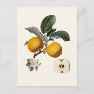 Apfel Postkarte