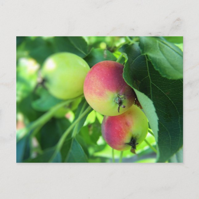 Äpfel Postkarte (Vorderseite)