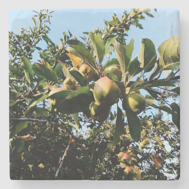 Äpfel Steinuntersetzer (Vorderseite)