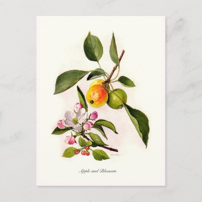 Apfel und Blüte Postkarte (Vorderseite)