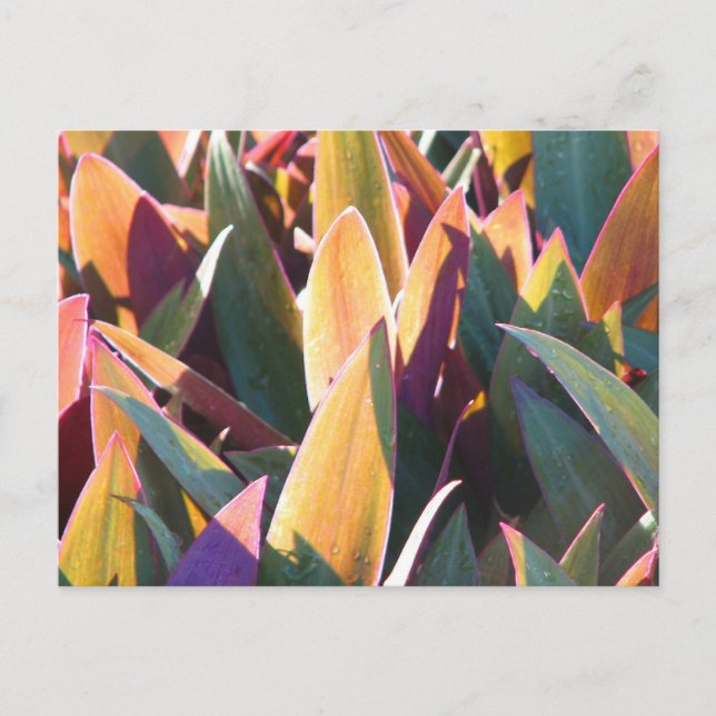 Äpfel und Golden Postkarte (Vorderseite)