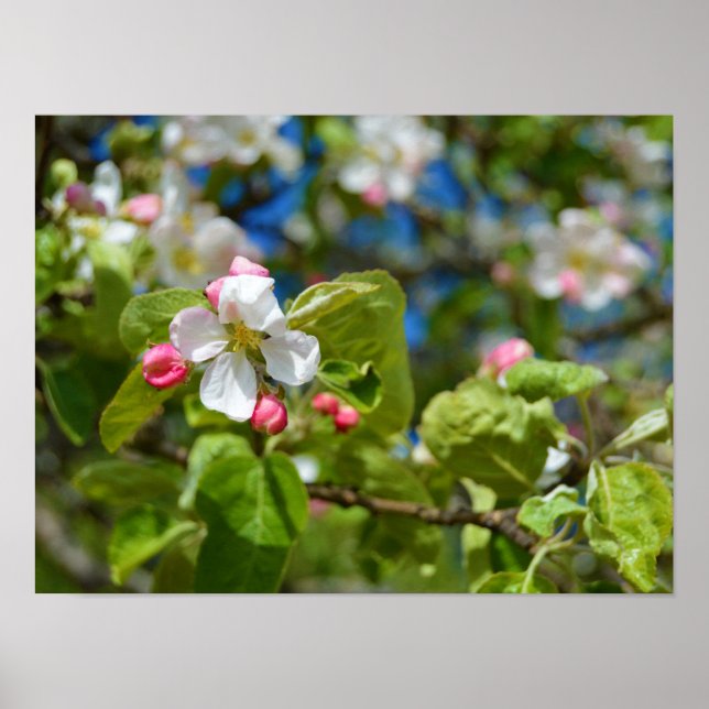 Apfelbaum-Blume Poster (Vorne)