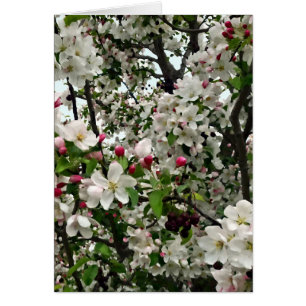 Apfelbaum im Blut