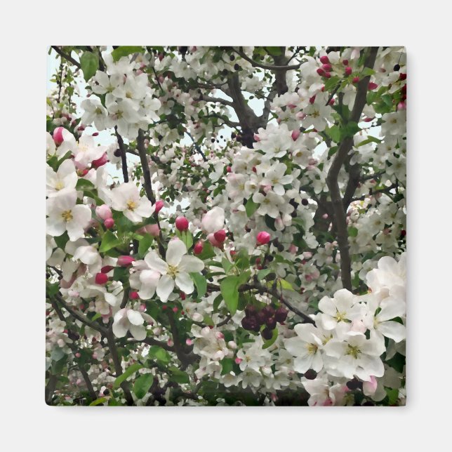 Apfelbaum im Blut Magnet (Vorne)