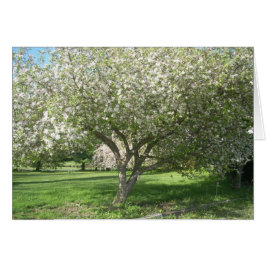 Apfelbaum in Bloom