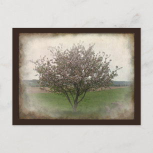 Apfelbaum in Bloom Postkarte