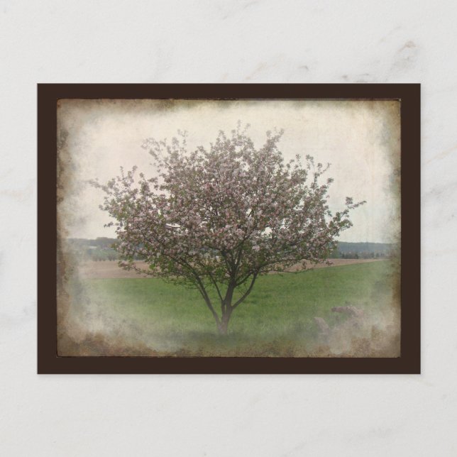 Apfelbaum in Bloom Postkarte (Vorderseite)