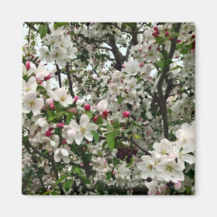 Apfelbaum in Blüte Magnet