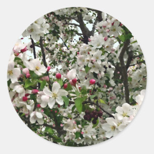 Apfelbaum in Blüte Runder Aufkleber