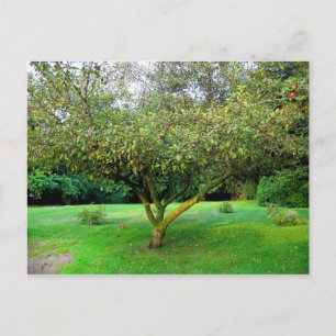 Apfelbaum Postkarte