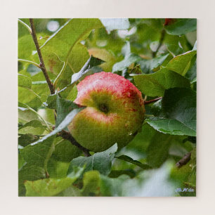 Apfelbaum schwierige grüne Wald Vollsaison