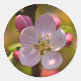 Apfelblüte im Frühling Runder Aufkleber
