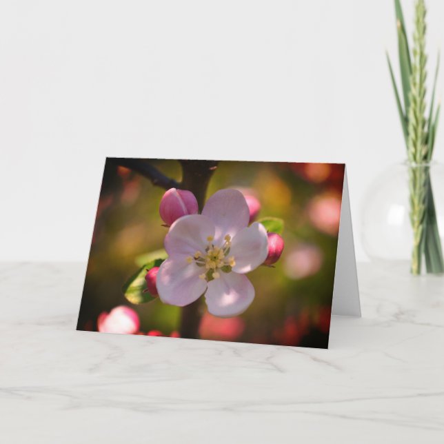 Apfelblüte Karte (Vorderseite)