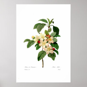 Apfelblüte Poster