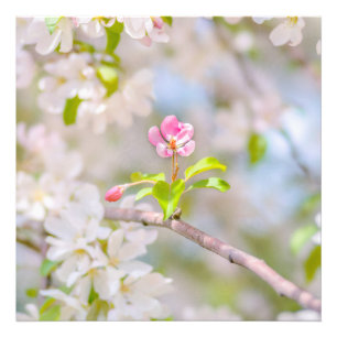 Apfelblüte - Schönheit Fotodruck