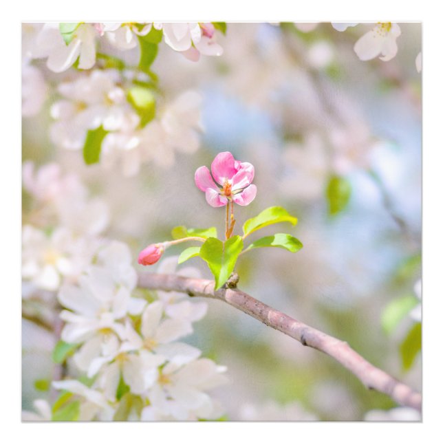 Apfelblüte - Schönheit Fotodruck (Vorne)