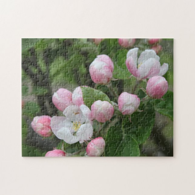 Apfelblüte und grüne Blätter (Horizontal)
