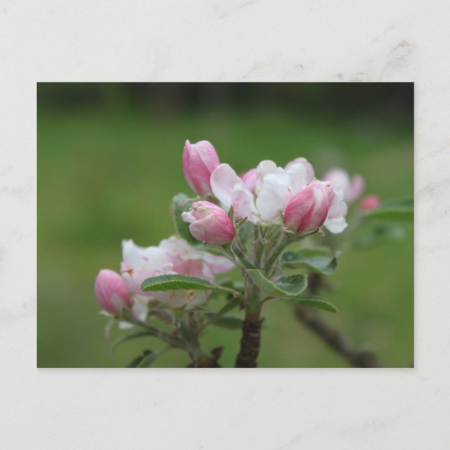 Apfelblüte und grüne Blätter Postkarte (Vorderseite)