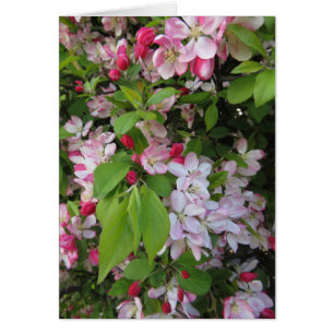 Apfelblüten
