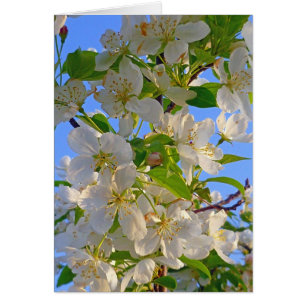Apfelblüten