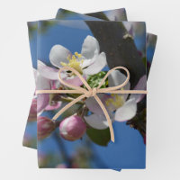 Apfelblüten - Ein blühender Apfelbaum