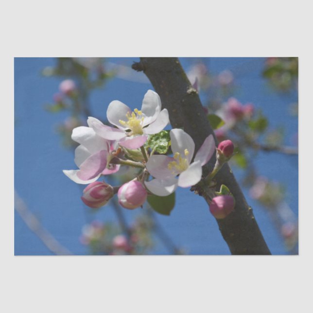Apfelblüten - Ein blühender Apfelbaum Seidenpapier (Vorderseite)