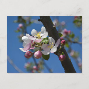 Apfelblüten - Ein blühender Zweig eines Apfelbaums Postkarte