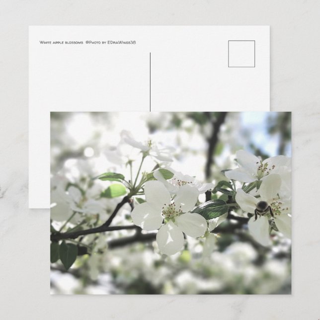 Apfelblüten Frühlingsbaum Natur Fotografie Postkarte (Vorne/Hinten)