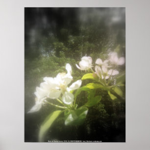 Apfelblüten Nr. 2, schwarz-weiß Poster