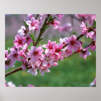 Apfelblüten