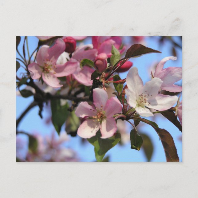 Apfelblüten Postkarte (Vorderseite)
