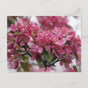 Apfelblüten Postkarte