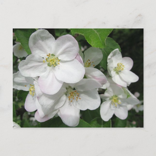 Apfelblüten Postkarte (Vorderseite)