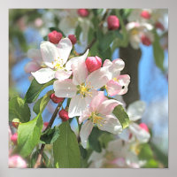 Apfelblüten Rosa Weiße Blume Poster