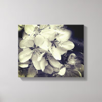 Apfelblüten schwarz und weiß
