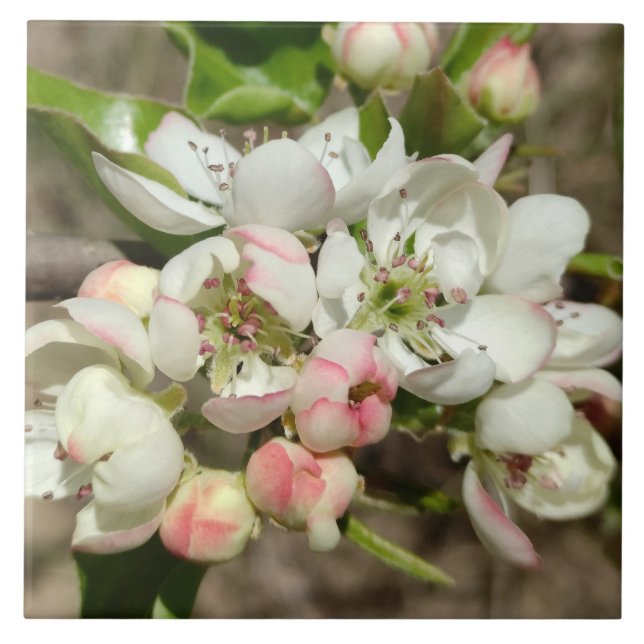Apfelknospen Blume Fliese (Vorderseite)