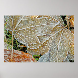 Äpfelster, gefroren poster