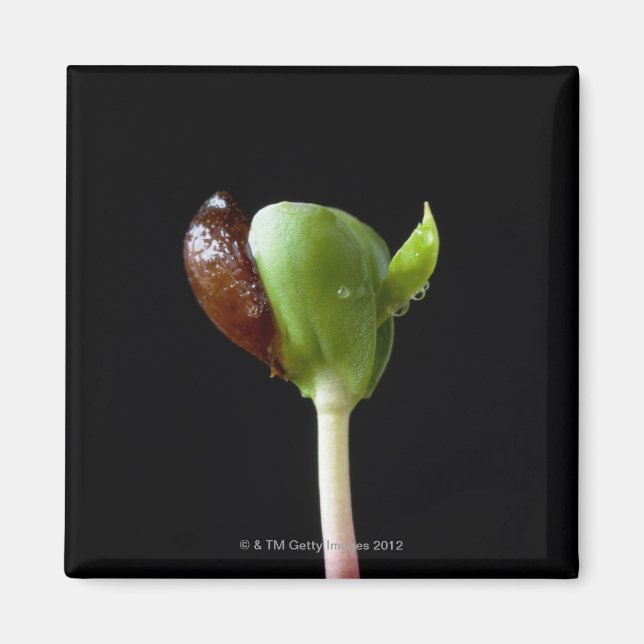 Apfelwein mit Samensaat-Muschel Magnet (Vorne)