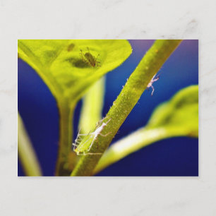 Aphide Postkarte