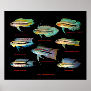 Apistogrammaの 仲 間 の ポ ス タ. poster