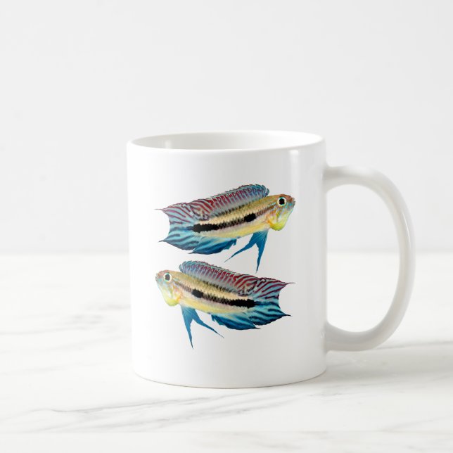 Apistogramma mendezi kaffeetasse (Rechts)